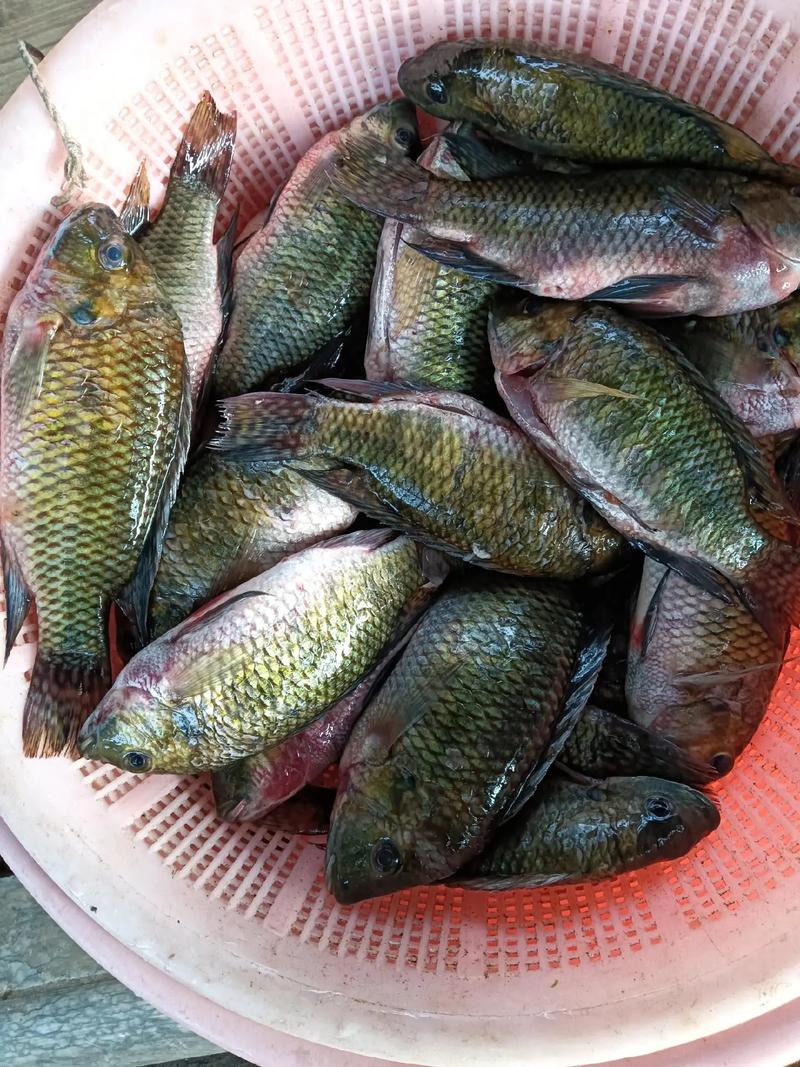 羅非魚釣法_羅非魚繁殖速度快_羅非魚入侵中國河流