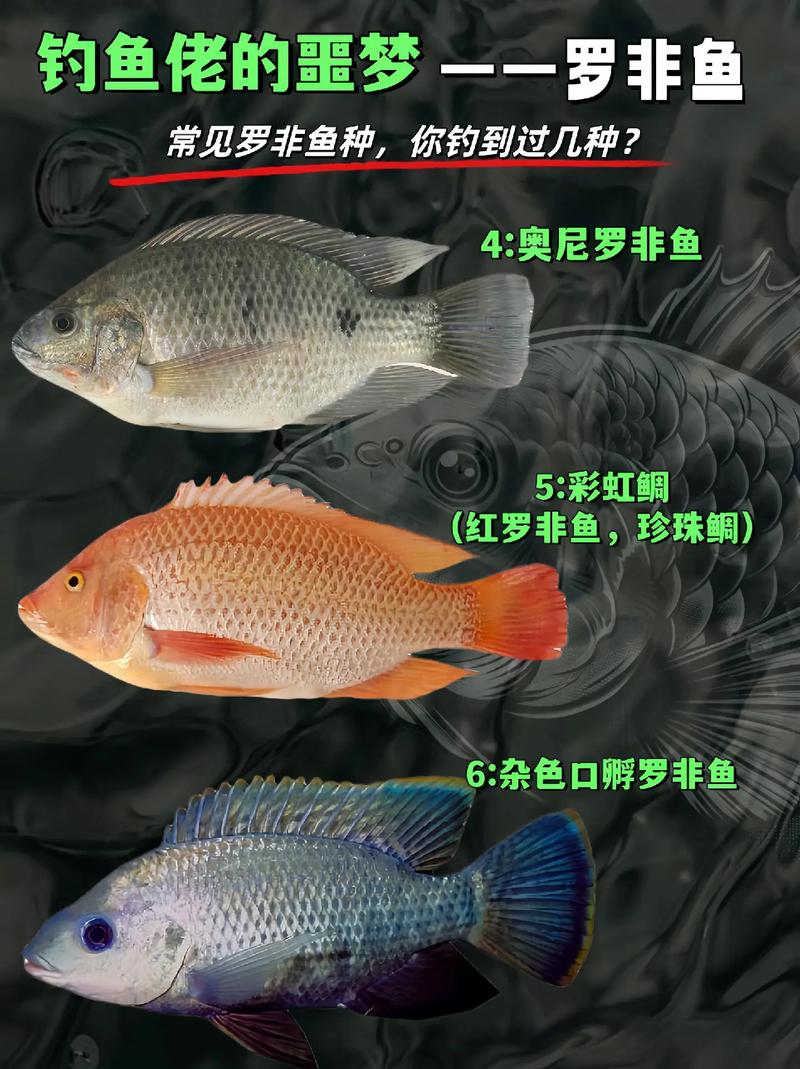 羅非魚繁殖速度快_羅非魚釣法_羅非魚入侵中國河流