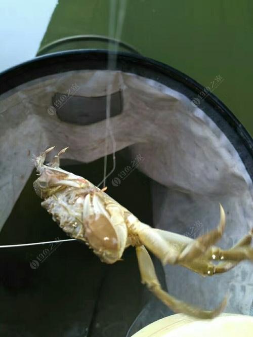 如何避開小魚蝦蟹鬧窩_野外釣魚小魚蝦蟹鬧窩_野釣遇到螃蟹鬧窩怎么辦?四個方法解決