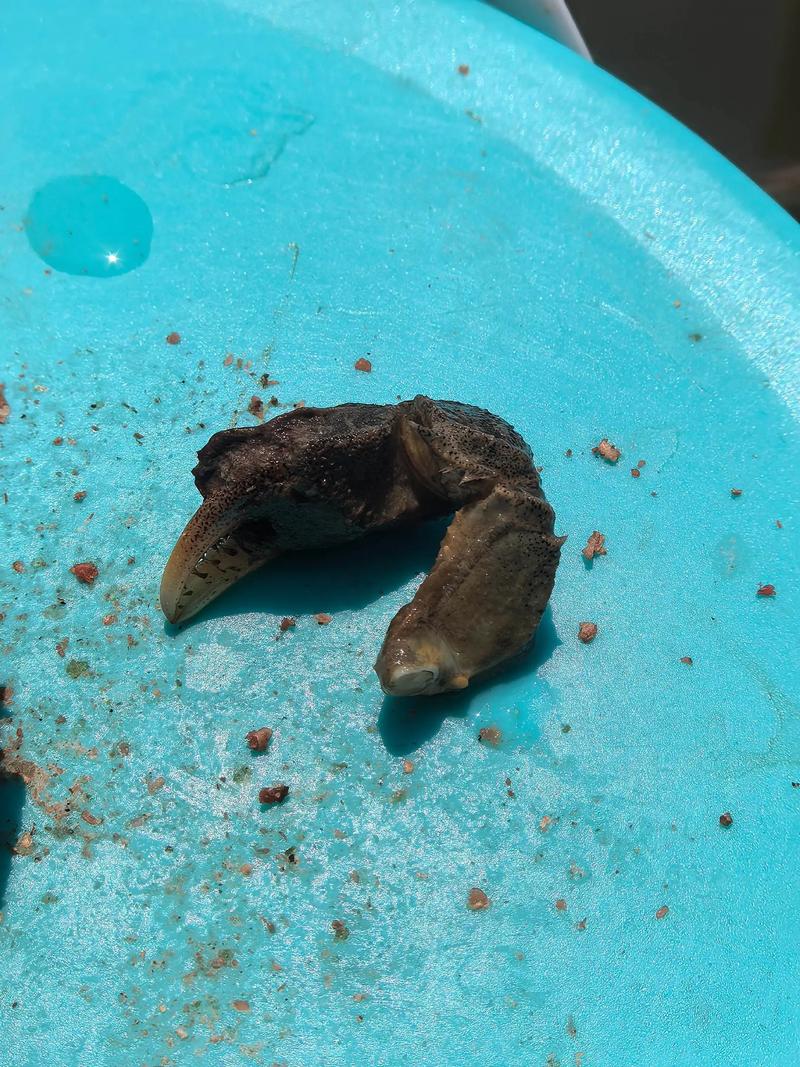 野釣遇到螃蟹鬧窩怎么辦?四個方法解決_野外釣魚小魚蝦蟹鬧窩_如何避開小魚蝦蟹鬧窩