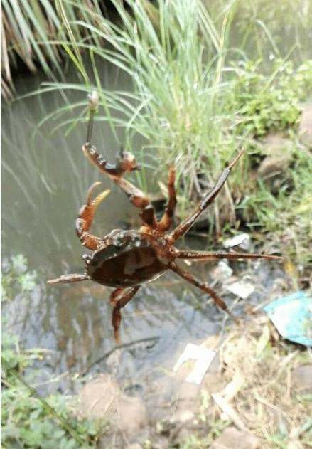 如何避開小魚蝦蟹鬧窩_野外釣魚小魚蝦蟹鬧窩_野釣遇到螃蟹鬧窩怎么辦?四個方法解決