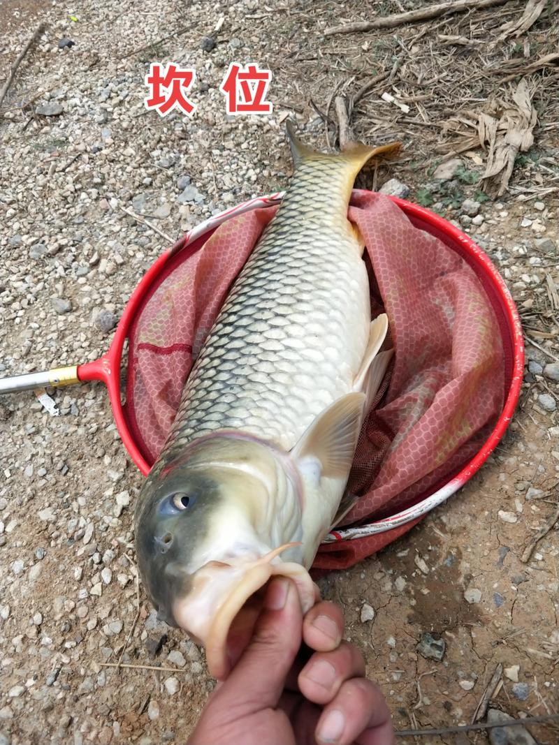 野河釣鯉魚技巧_海竿串鉤釣鯉魚方法_野釣怎么釣鯉魚?