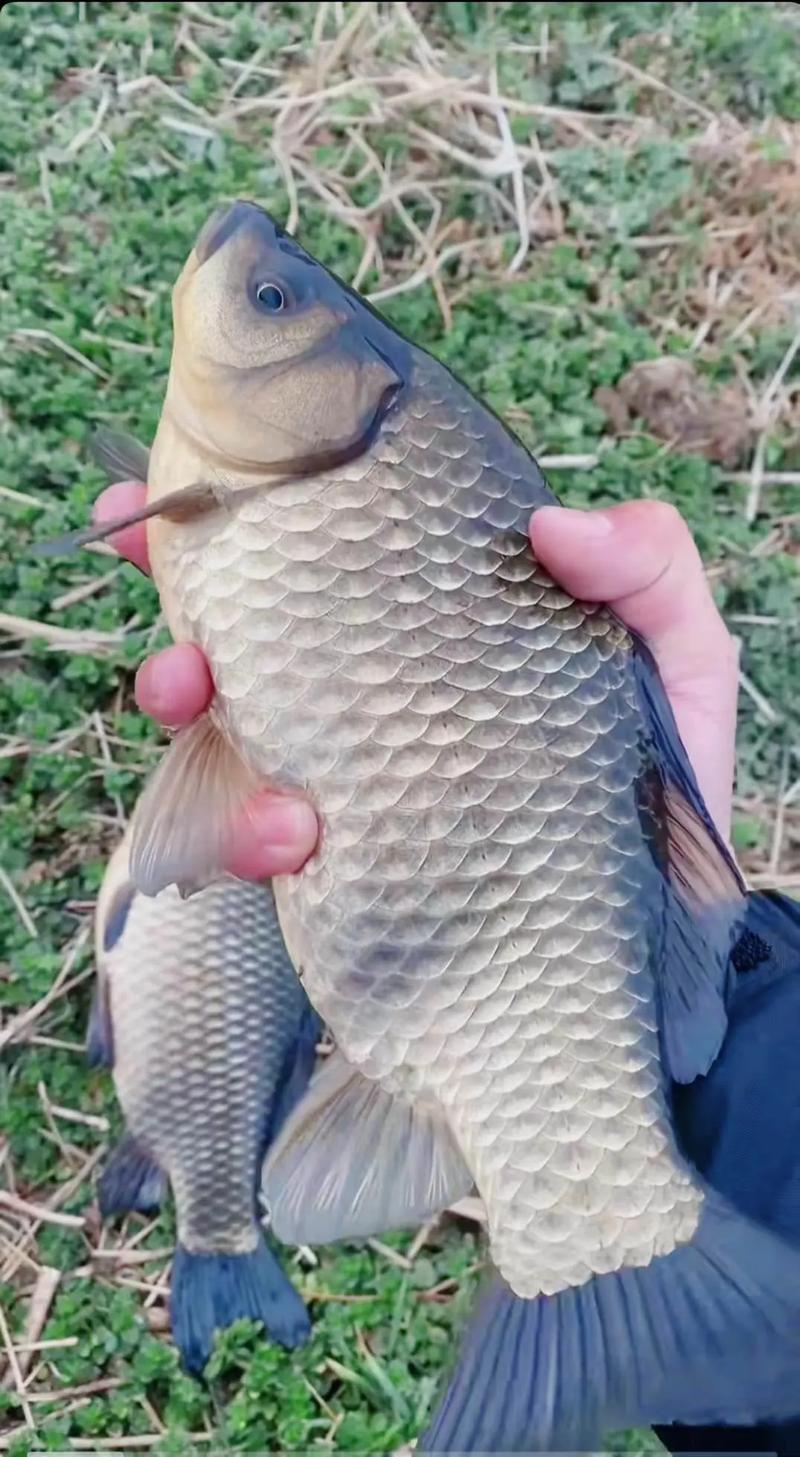 野河釣鯉魚技巧_野釣怎么釣鯉魚?_海竿串鉤釣鯉魚方法