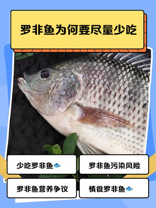 茂名羅非魚養殖_羅非魚為什么那么便宜_羅非魚產業技術革新