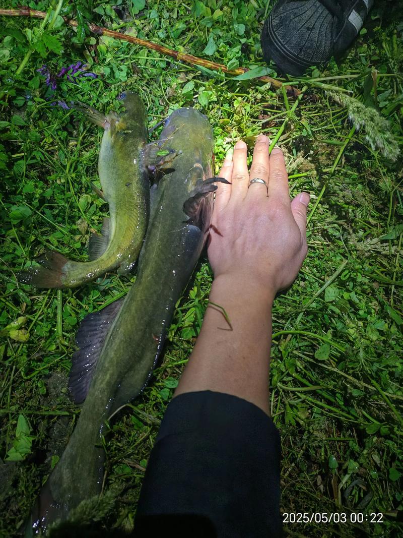 黃河混濁水質釣黃辣丁_巨型黃辣丁釣法_野釣黃河大鯉魚