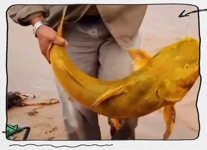 巨型黃辣丁釣法_黃河混濁水質釣黃辣丁_野釣黃河大鯉魚