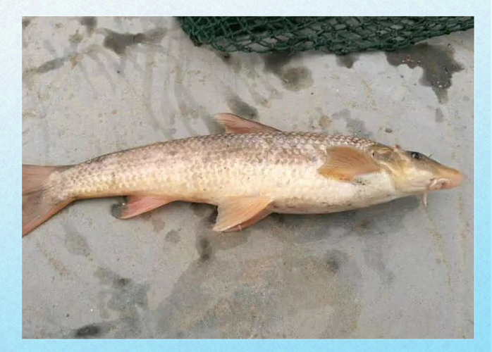 黃河鯉魚釣法_野釣黃河大鯉魚_黃河稀有魚種