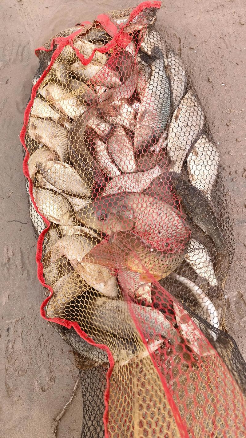 黃河稀有魚種_野釣黃河大鯉魚_黃河鯉魚釣法