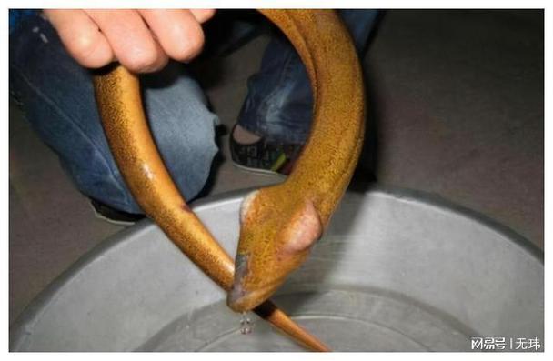 望月鱔科學解釋_36斤望月鱔圖片_黃鱔望月鱔傳說