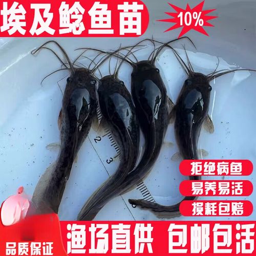 埃及塘鲺識別方法_埃及塘鲺為什么不能吃_埃及塘虱與本地塘虱區別