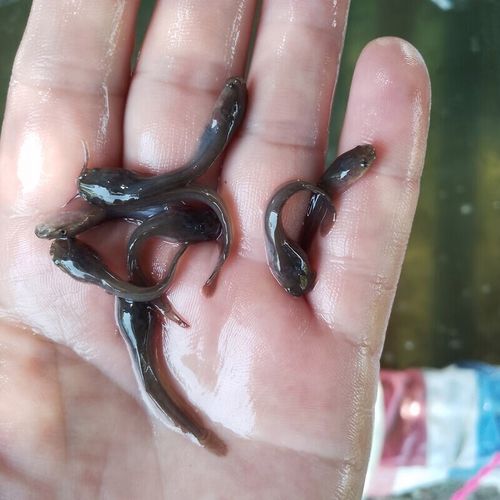 埃及塘虱與本地塘虱區別_埃及塘鲺為什么不能吃_埃及塘鲺識別方法