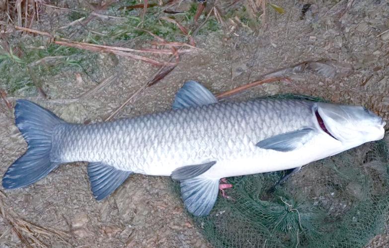 螺螄青魚是什么魚_青魚的生長速度和體重_螺螄青魚