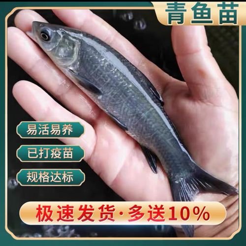 螺螄青魚是什么魚_螺螄青魚_青魚的生長速度和體重