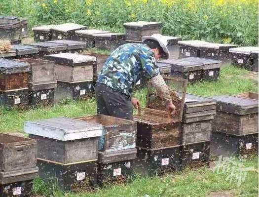 中國蜜蜂之鄉 蜂業產業發展 政府扶持蜂業_養蜂之家論壇