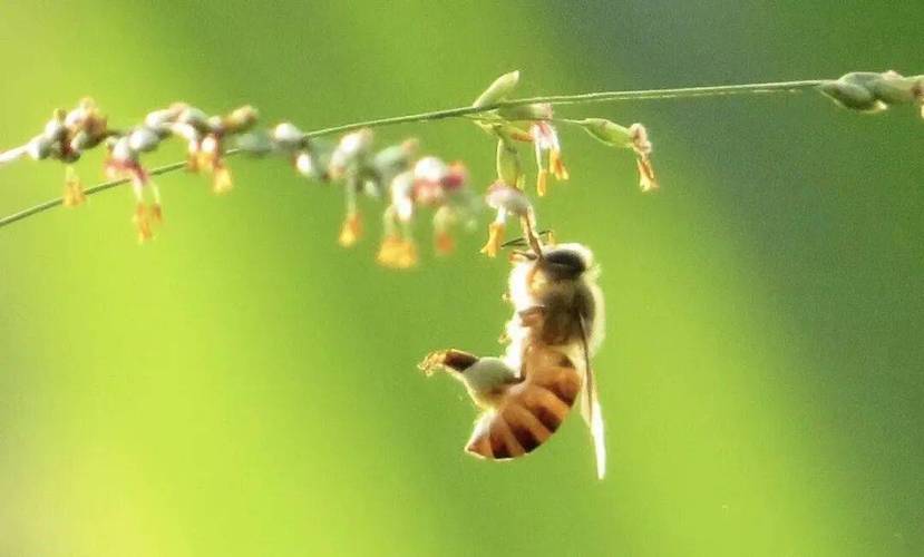 養蜂之家論壇_中國蜜蜂之鄉 蜂業產業發展 政府扶持蜂業