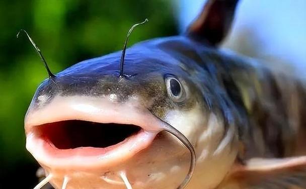 埃及塘鲺為什么不能吃_巨型塘鲺 埃及塘鲺 放生塘鲺