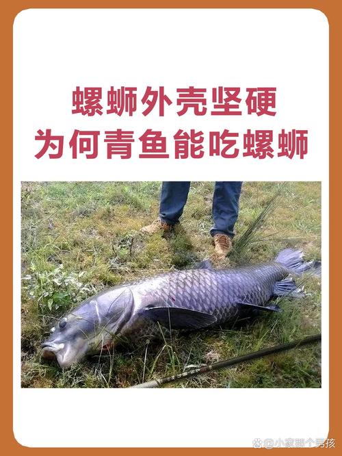 螺螄青魚_青魚的生長速度和體重_螺螄青魚是什么魚