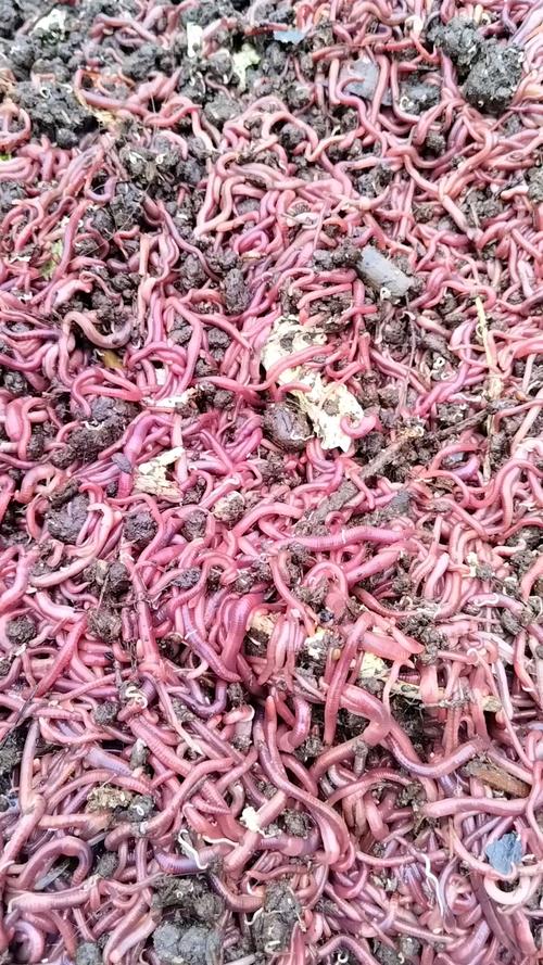 廣地龍種苗繁育養殖基地_養殖蚯蚓_蚯蚓養殖產業鏈循環農業