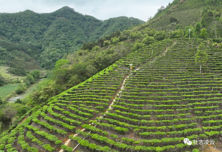 養殖蚯蚓_廣地龍種苗繁育養殖基地_蚯蚓養殖產業鏈循環農業