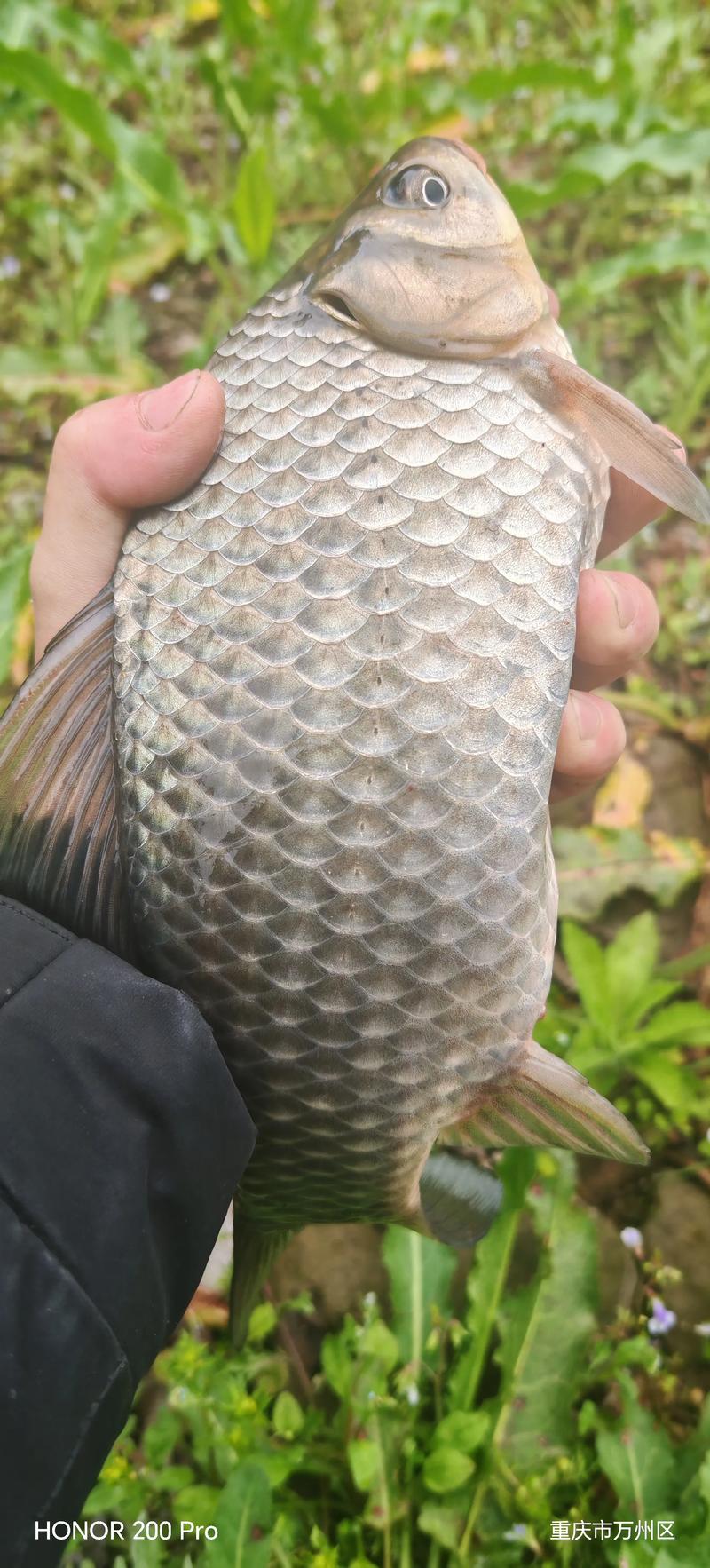 釣大鯽魚技巧_野生鯽魚多久可以長到板鯽?_野生鯽魚品種