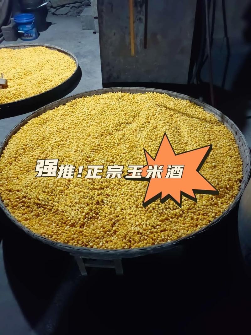 安琪酵母甜酒曲制作醪糟_安琪甜酒曲發酵老玉米_玉米發酵米酒