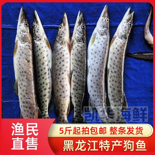 黑斑狗魚是什么魚_黑斑狗魚分布區域_黑斑狗魚冷水魚