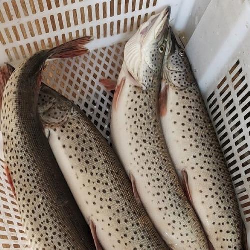 黑斑狗魚冷水魚_黑斑狗魚是什么魚_黑斑狗魚分布區域