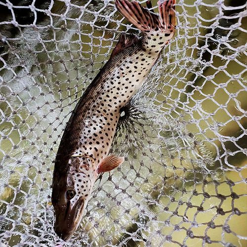 黑斑狗魚分布區域_黑斑狗魚是什么魚_黑斑狗魚冷水魚