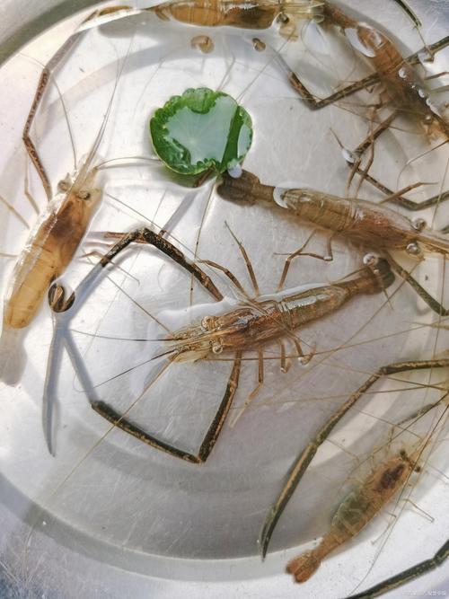 河蝦養殖技術_淡水河蝦養殖方法_河蝦怎么洗簡單又干凈