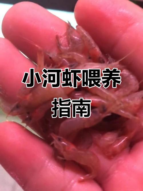 河蝦怎么洗簡單又干凈_河蝦養殖技術_淡水河蝦養殖方法