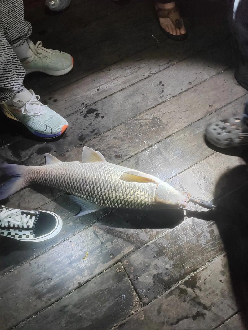 釣魚技巧選擇釣位_野外垂釣鲴魚技巧大全必看_分析水情魚情狀況