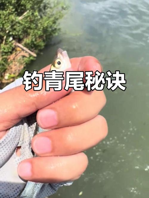 分析水情魚情狀況_野外垂釣鲴魚技巧大全必看_釣魚技巧選擇釣位