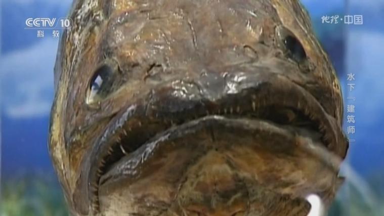 遠東哲羅魚_黑龍江哲羅魚產地_撫遠哲羅魚介紹