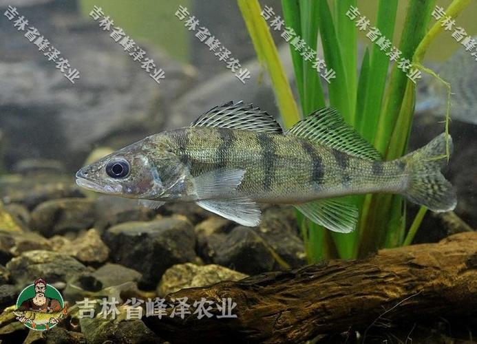 遠東哲羅魚_黑龍江哲羅魚產地_撫遠哲羅魚介紹