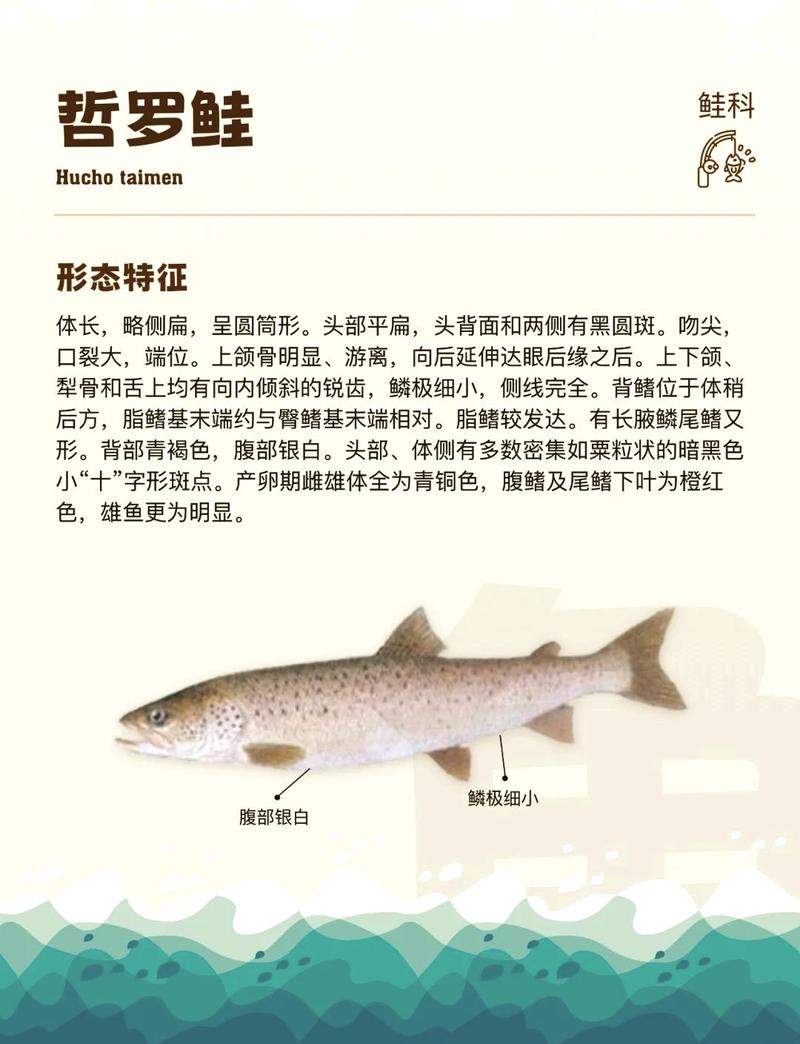 哲羅魚分布_遠東哲羅魚_哲羅魚特征