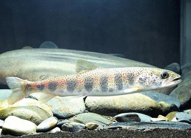 哲羅魚特征_遠東哲羅魚_哲羅魚分布