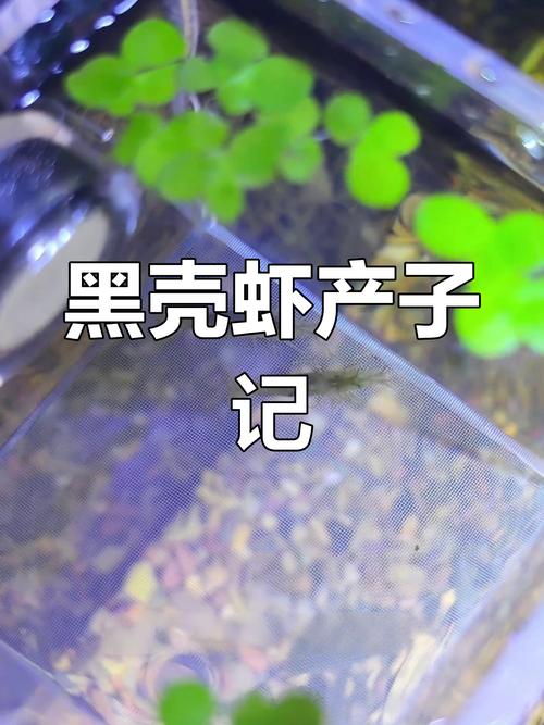 黑殼蝦抱卵要生的征兆_蝦死亡的原因是什么_蝦側躺就是快死嗎