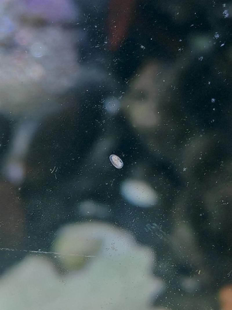 蝦側躺就是快死嗎_黑殼蝦抱卵要生的征兆_蝦死亡的原因是什么