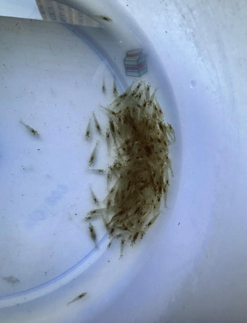 蝦死亡的原因是什么_黑殼蝦抱卵要生的征兆_蝦側躺就是快死嗎