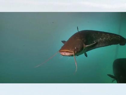 湄公河巨鯰_湄公河鯰魚_巨型鯰魚釣法