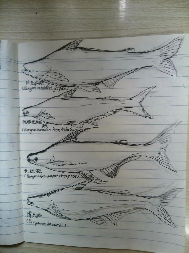 巨型鯰魚釣法_湄公河鯰魚_湄公河巨鯰