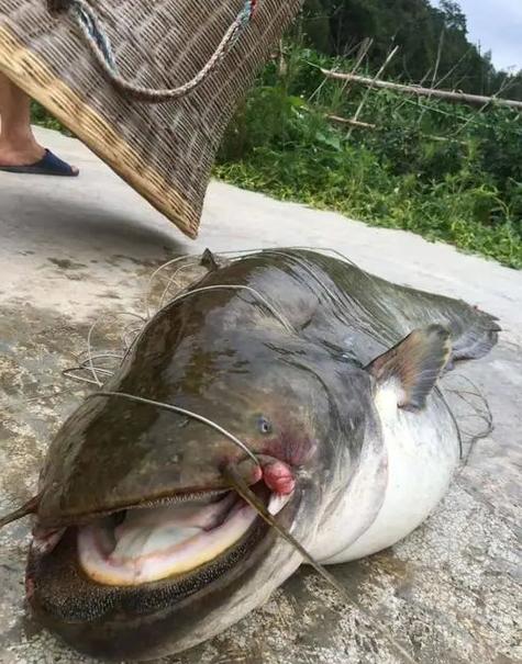 湄公河巨鯰_湄公河鯰魚_巨型鯰魚釣法