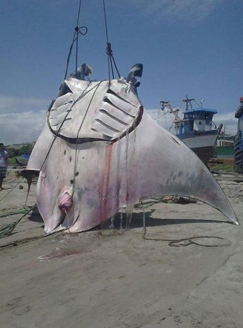 湄公河巨型黃貂魚捕撈科學研究_湄公河巨鯰世界吉尼斯紀錄魚類分布_湄公河巨鯰