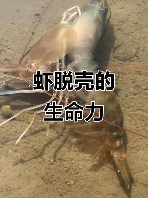 黑殼蝦怎么養繁殖快_黑殼蝦蛻殼急救措施_黑殼蝦蛻殼期間注意事項