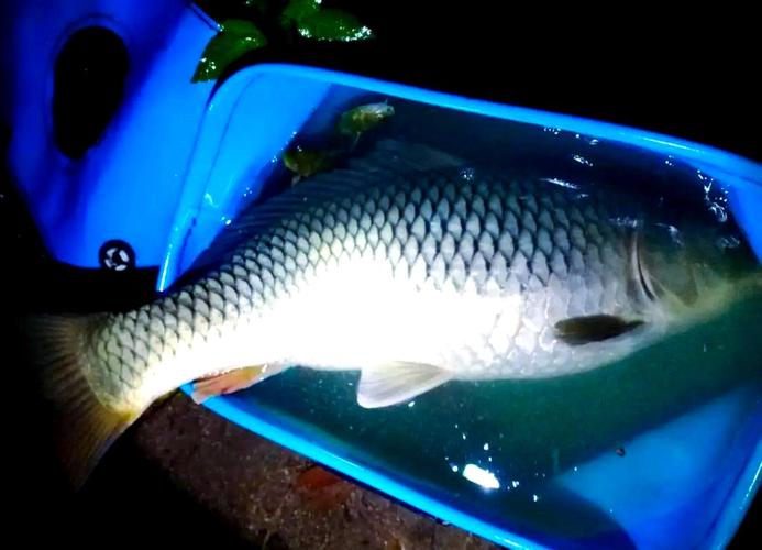 夜釣燈光對魚有影響_夜釣燈使用方法_淡水魚怕光原因