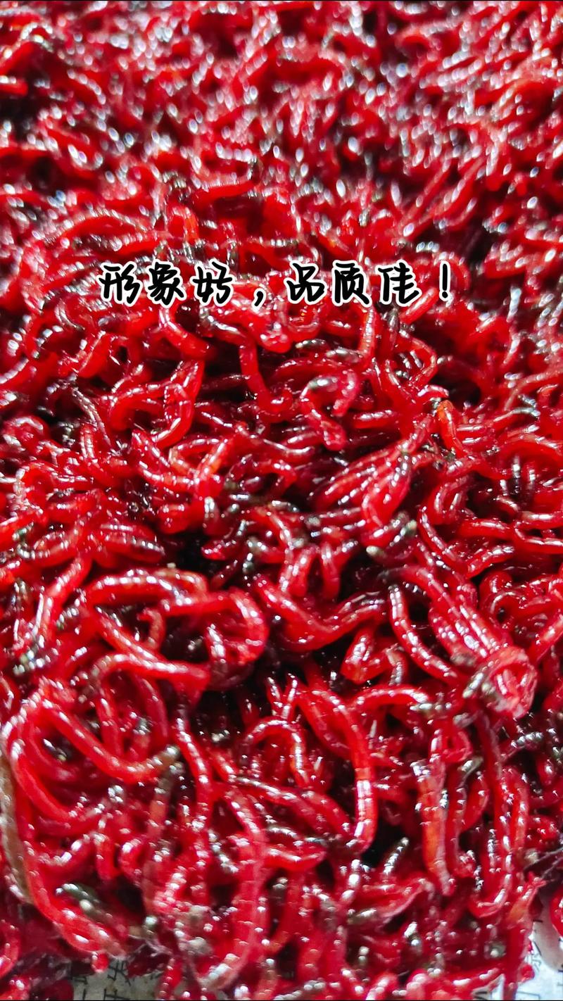 紅蟲釣魚效果_紅蟲病謠言解析_紅蟲真的很危險嗎？要知道它可是餌料王者