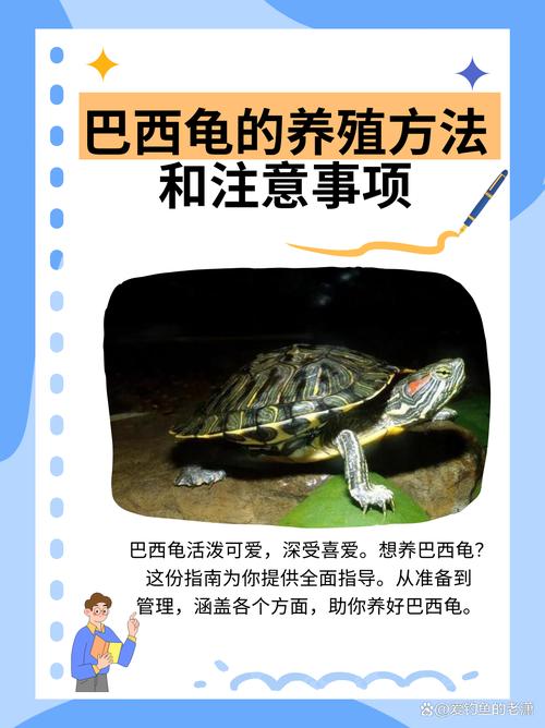 巴西龜冬眠飼養管理_巴西龜能吃嗎_巴西龜冬眠環境準備