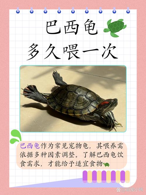 巴西龜食物種類_巴西龜飼養_巴西龜能吃嗎