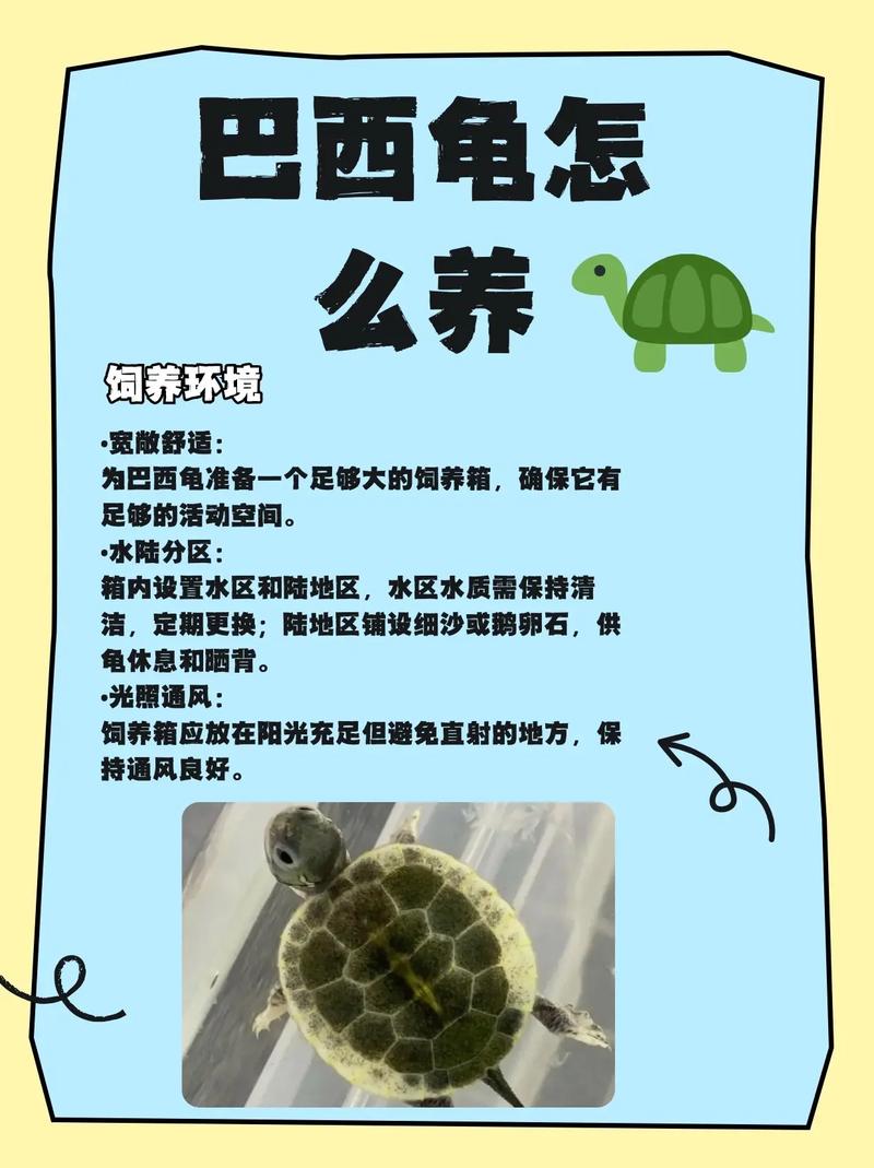 巴西龜食物種類_巴西龜能吃嗎_巴西龜飼養