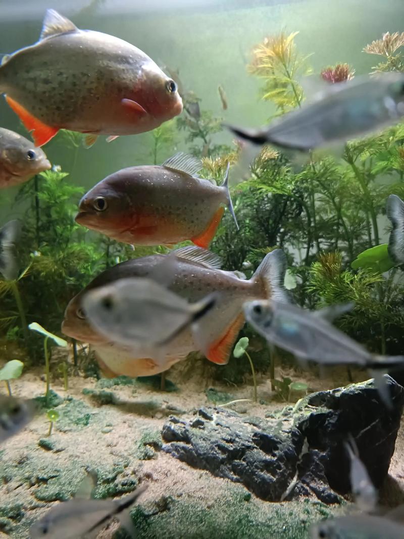 黑紋紅腹食人魚飼養方法_紅腹水虎魚怎么養?_黑紋紅腹食人魚水質要求